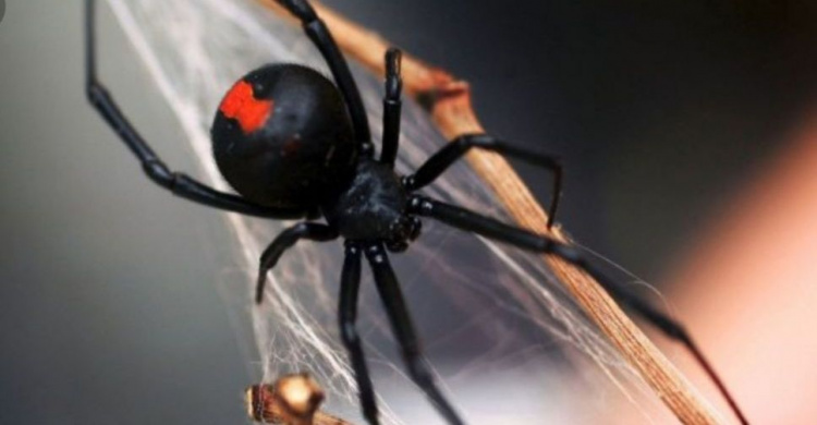 На Днепропетровщине после укуса ядовитого паука ребенок попал в реанимацию