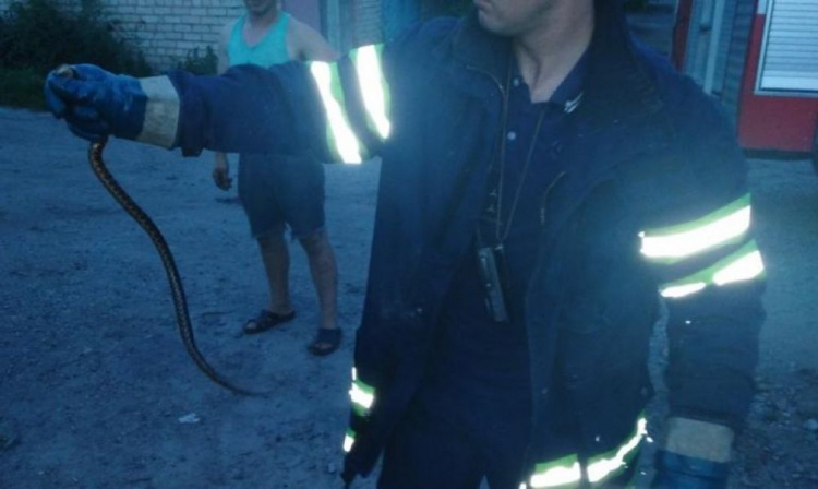 Неприятная находка: в Кривом Роге горожанин обнаружил у себя в автомобиле змею