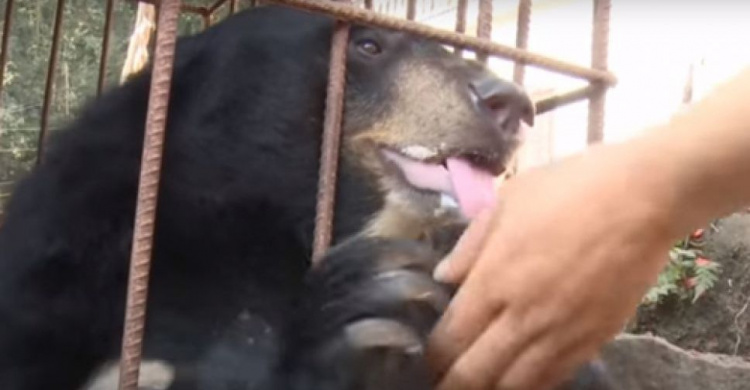 Бездомный щенок, принесённый домой, вырос и оказался медведем (ФОТО+ВИДЕО)