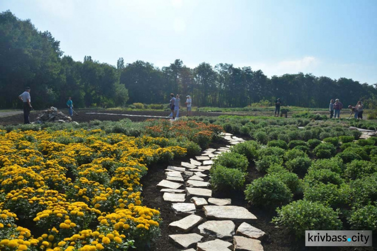 В ботаническом саду Кривого Рога состоится Бал хризантем (ФОТО)