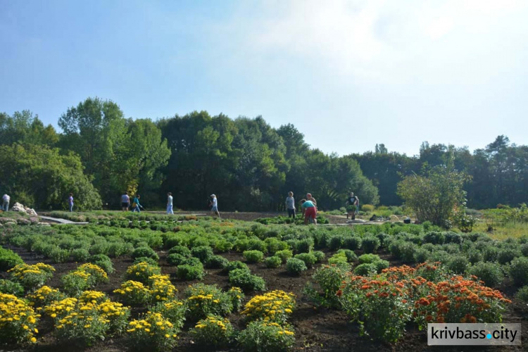 В ботаническом саду Кривого Рога состоится Бал хризантем (ФОТО)