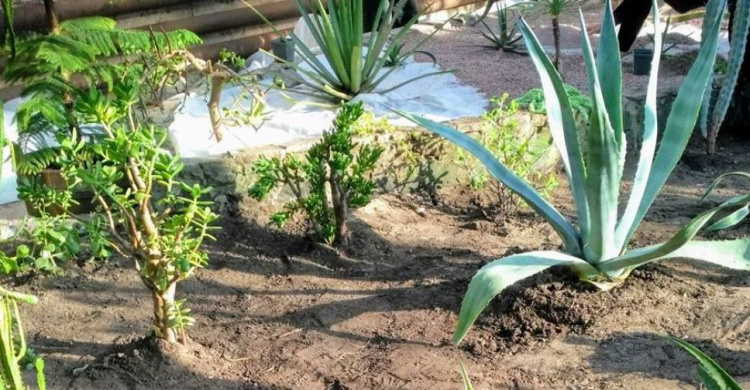 Оранжерея зазеленеет по-новому: в ботаническом  саду Кривого Рога проходит реконструкция выставочного зала