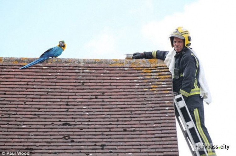 Застрявший на крыше попугай обматерил пожарных, которые приехали его спасать. И улетел (ФОТО+ВИДЕО)