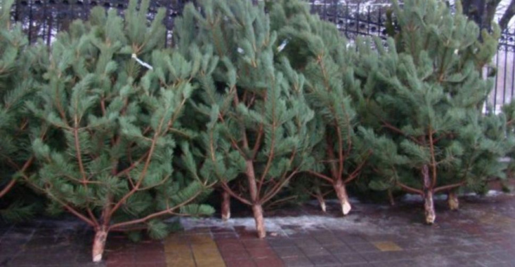 Лесхозы Днепропетровщины готовы к новогодним празникам: сколько будет стоить елка
