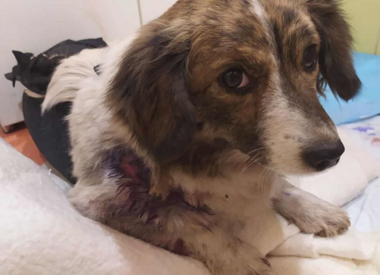 Резали ножом и вспороли живот: в Кривом Роге зоозащитники спасают собаку, над которой поиздевались подростки (фото)