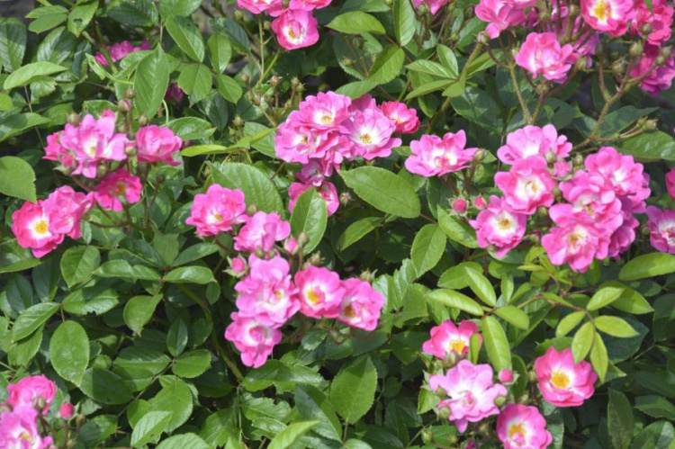 Розовый рай: ботсад в Кривом Роге приглашает посмотреть, как цветет Королева цветов (фото)