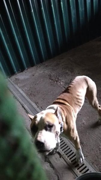 В Кривом Роге хозяин оставил пса в наморднике, привязав в лесополосе (фото)