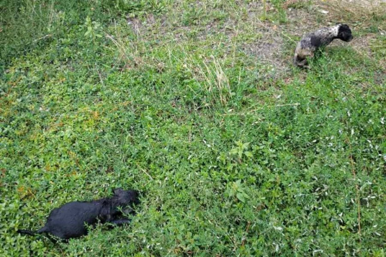 На Днепропетровщине двое щенков оказались в ловушке: на помощь пришли спасатели (фото)