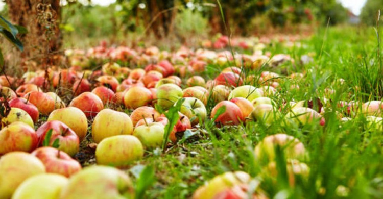 Итоги осени-2018: в Кривом Роге снова подорожает хлеб и чем грозит огромный урожай яблок