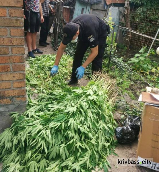 В Ингулецком районе в доме у 65-летнего мужчины обнаружили плантацию конопли