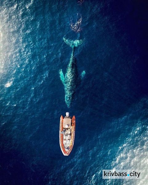 Плывущий под водой кит. Калифорния, США.