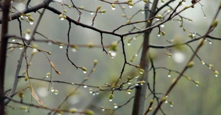 Прогноз погоды в Кривом Роге на среду: дождь с грозами и ветер
