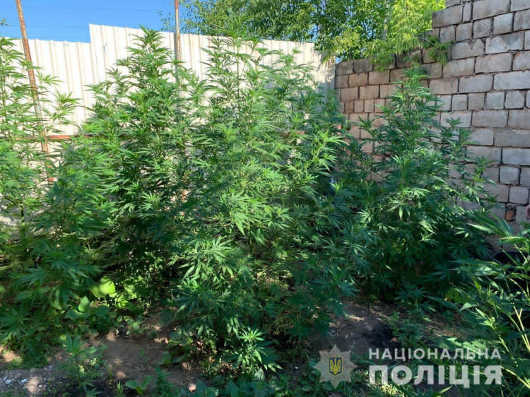 У Саксаганському районі криворіжець вирощував нарковмісні рослини