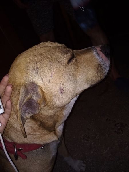 В Кривом Роге соседи отбивали у хозяина собаку, которую он избивал (ВИДЕО)