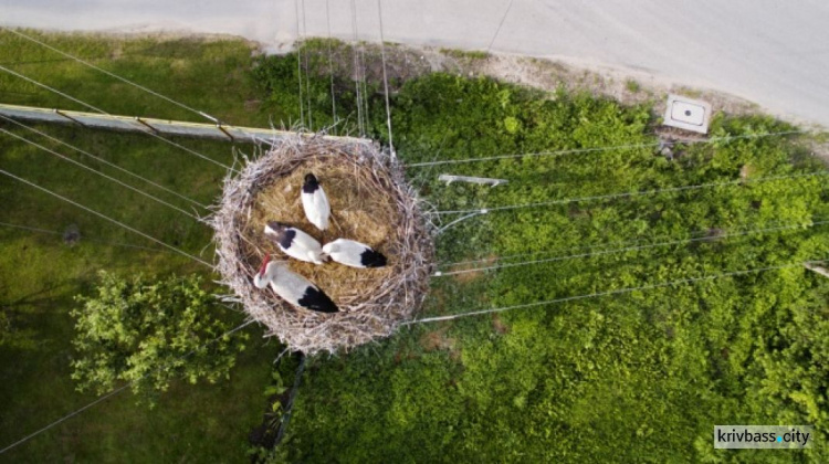 Семья аистов в гнезде на электрическом столбе, Польша.
