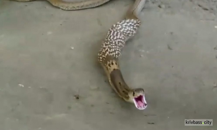 Испуганная змея выплюнула три проглоченных яйца (ФОТО+ВИДЕО)