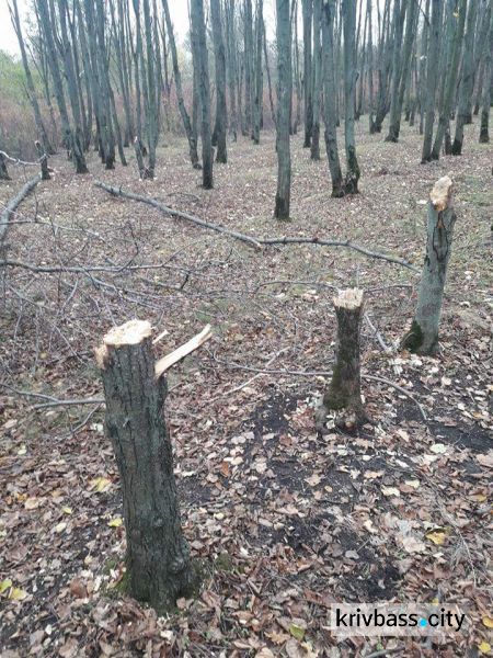 В Кривом Роге происходит незаконная вырубка деревьев в Дендропарке (ФОТО)
