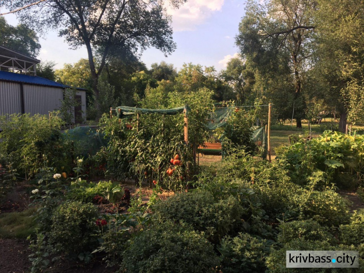 Криворожане собрали урожай эко-акции «Городской огород» (ФОТО)
