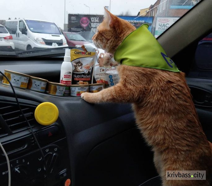 Хвостатый таксист. В харьковской службе такси  рыжий кот "возит" пассажиров (ФОТО+ВИДЕО)