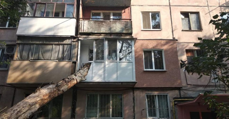 Проблемы с сухостоем: в Кривом Роге дерево упало прямо в квартиру (фото)