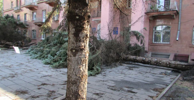 В Кривом Роге буря повалила 1200 деревьев
