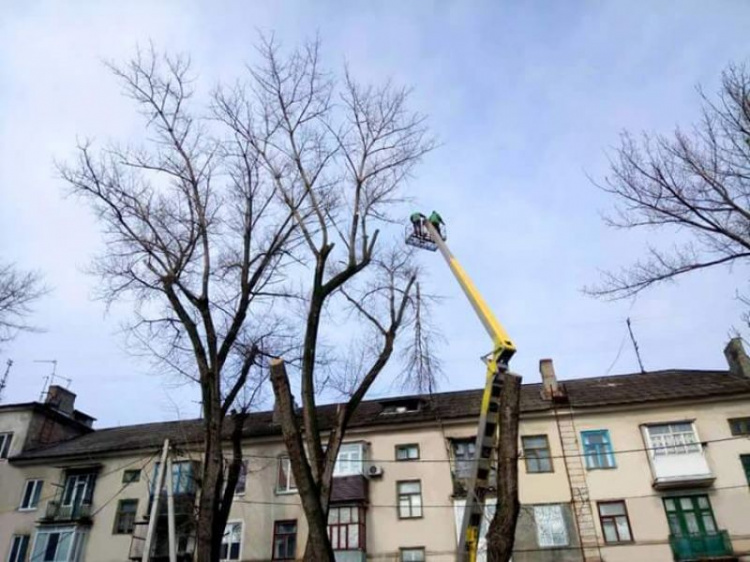 В Кривом Роге началось омоложение деревьев (ФОТОФАКТ)