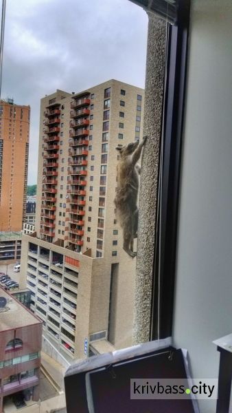 В США енот забрался по стене на крышу небоскреба (ФОТО+ВИДЕО)