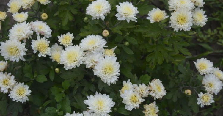 Чудо природы: в Кривом Роге  в связи со сменой климата раньше положенного расцвели хризантемы (фото)