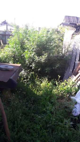 В Кривом Роге садовод-любитель выращивал кусты конопли (фото)