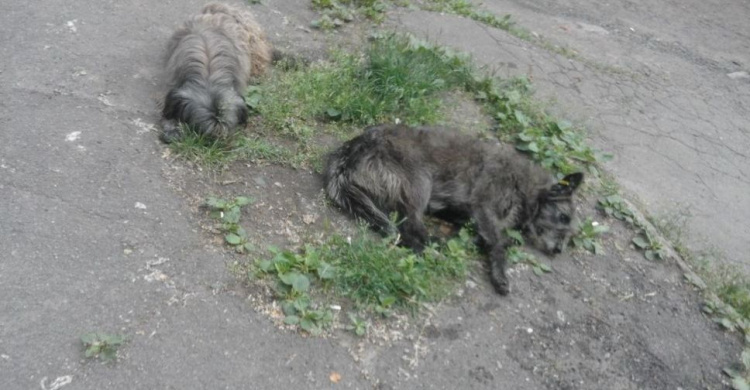 В Кривом Роге жители многоэтажки стерилизовали собак, живущих в их дворе