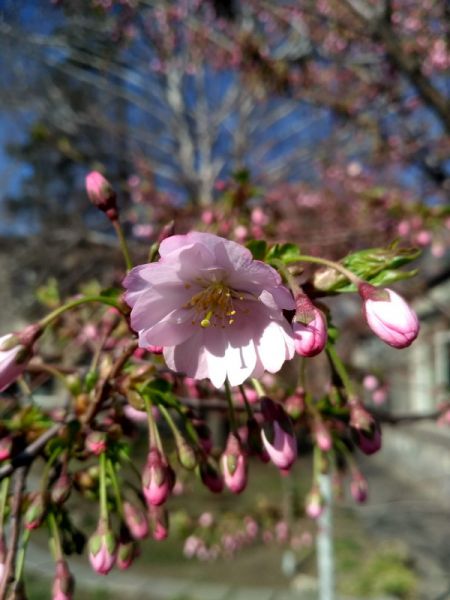 В Кривой Рог пришла весна: в ботаническом саду начала цвести сакура (фото)