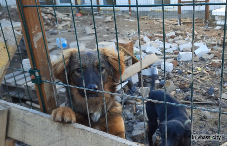 При поддержке Зеленого центра Метинвест волонтеры построили вольеры в собачьем приюте 