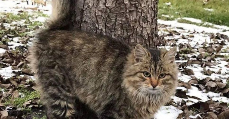 Спасатели Днепропетровщины ищут дом коту-сироте, потерявшему хозяина