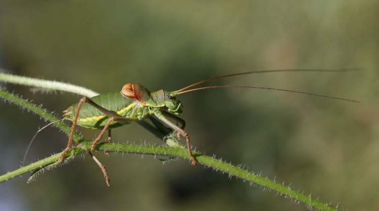 Обычное необычно: фотограф из Кривого Рога впечатлил своей макросъемкой насекомых (фото)