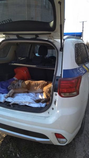 В Кривом Роге хозяин оставил пса в наморднике, привязав в лесополосе (фото)
