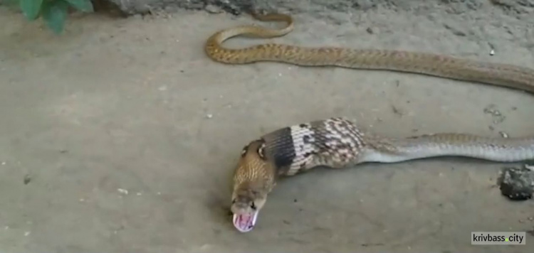 Испуганная змея выплюнула три проглоченных яйца (ФОТО+ВИДЕО)