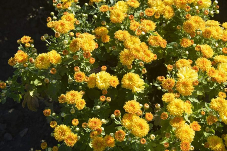 Бал хризантем: криворожане могут полюбоваться яркими осенними красками (график работы, фото)