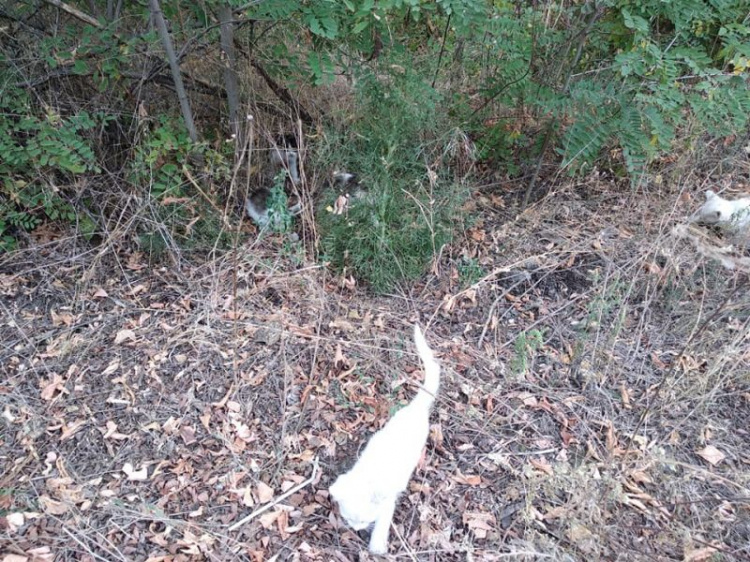 В Кривом Роге при подготовке к веломарафону в лесополосе нашли  большую стаю выброшенных маленьких котят (фото)