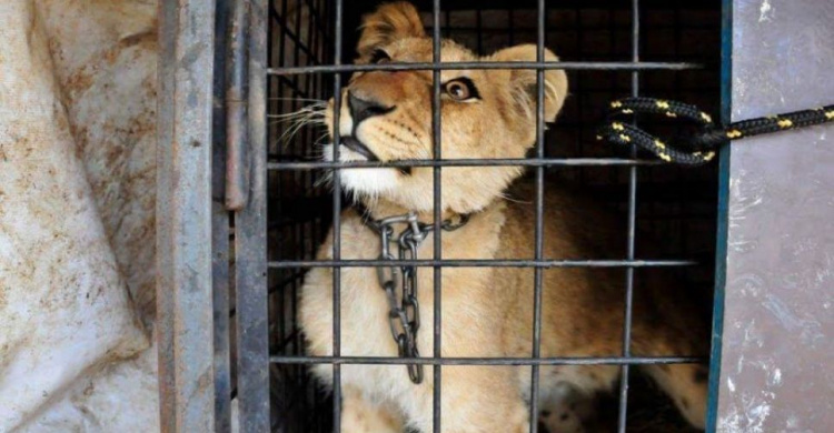 Животные - не игрушки: криворожан приглашают поддержать акцию зоозащитников