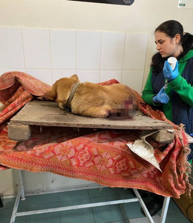 Кожне життя важливе: після обстрілів Дніпропетровщини поліцейські знайшли під завалами пораненого собаку