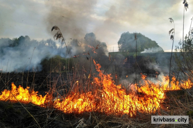Вогняний липень: від початку місяця в екосистемах Дніпропетровщини сталося понад 460 пожеж
