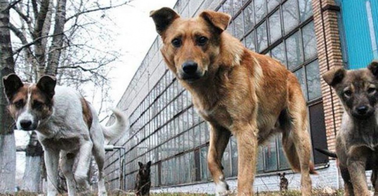 В Кривом Роге три крупных предприятия нашли решение, как избавиться от стай собак на своей территории