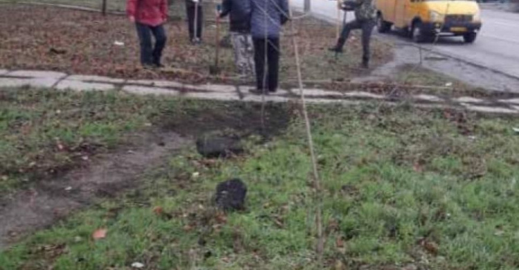 Начни с себя: жители Кривого Рога продолжают озеленять любимые улицы (фото)