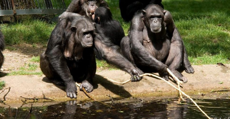 Шимпанзе сделали из сломанной ветки лестницу, чтобы сбежать из зоопарка (ВИДЕО)