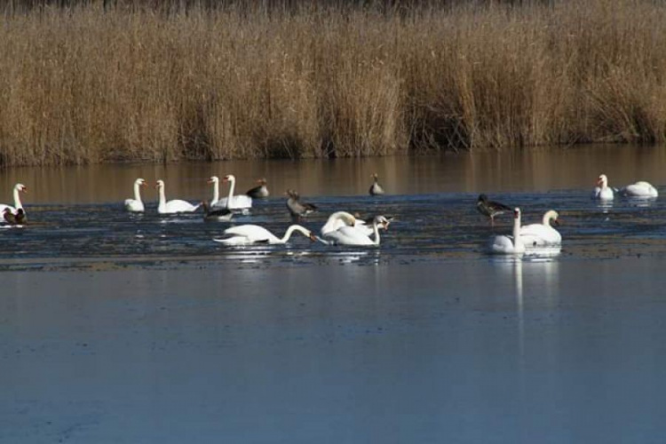 Предвестники весны: под Кривым Рогом в кадр попали десятки лебедей (фото)