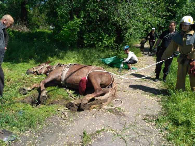 В Днепропетровской области спасатели достали коня с четырехметровой глубины (фото)