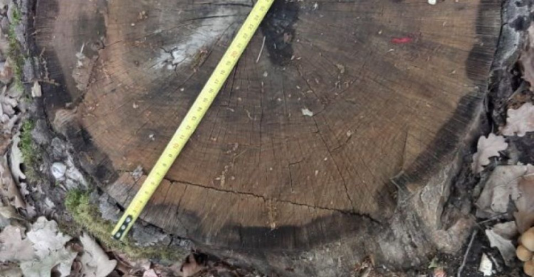 "Нарубили дров" на 2 милилиона: на территории Кривого Рога директор лесхоза и предприниматель незаконно сбывали лес