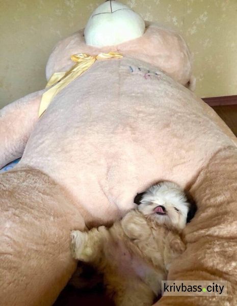 Щенок, который любит спать на спине, стал новым героем мемов (ФОТО+ВИДЕО)