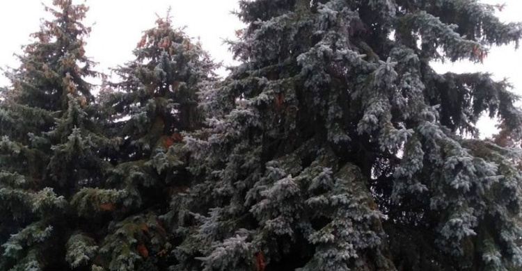 В Криворожском ботаническом саду опасаются "любителей" елок