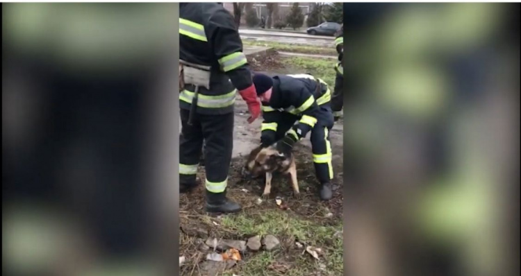 В Кривом Роге спасатели достали собаку из комуникационного колодца (фото)